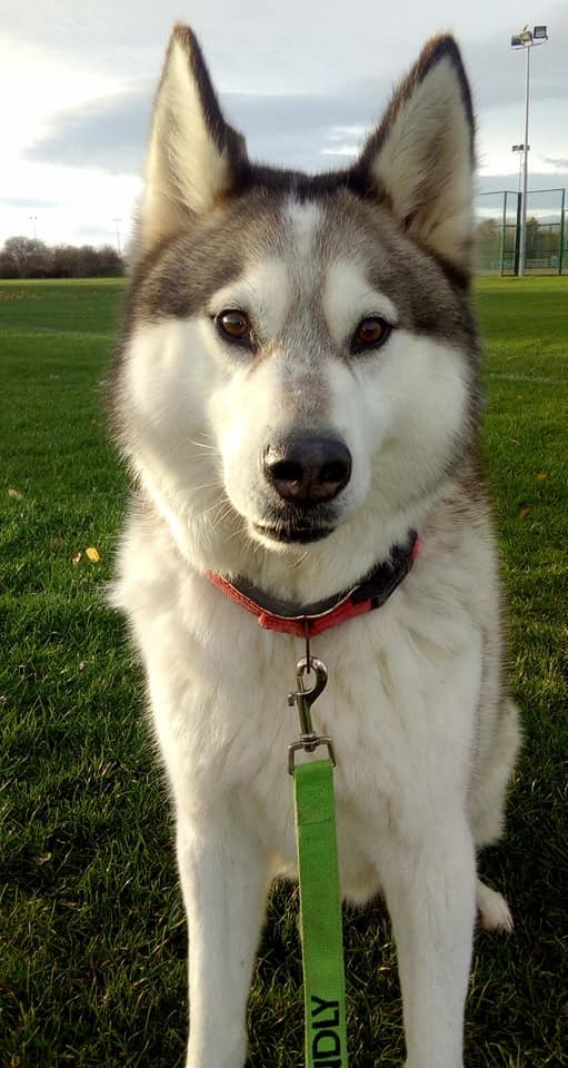 Lucas as a beautiful grown dog—a reminder of the loyal companion I had been forced to give up.